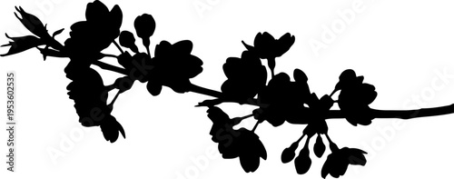 Elegant silhouette of a delicate cherry blossom branch, capturing the essence of spring bloom and natural grace