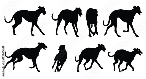 Dynamic vector graphic illustration set of sleek greyhound silhouettes in various running and walking poses.