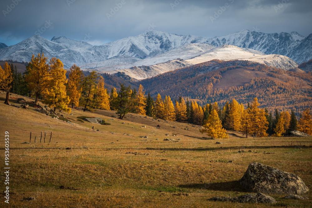 Fototapeta premium Autumn larch trees in golden color on rolling hills, snow dusted peaks under dramatic clouds and soft late day light.