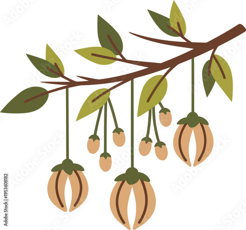 Vector illustration of nutmeg branch with green leaves and ripe nutmeg fruits for botanical and culinary design