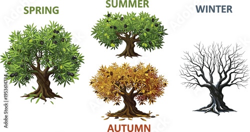 Four Seasons Olive Tree Illustration Set with Spring, Summer, Autumn, and Winter Stages