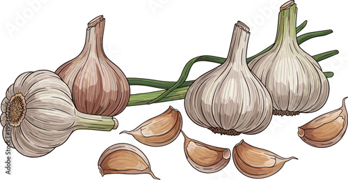 Vector Illustration of Fresh Garlic Bulbs with Cloves and Green Shoots on a Solid White Background