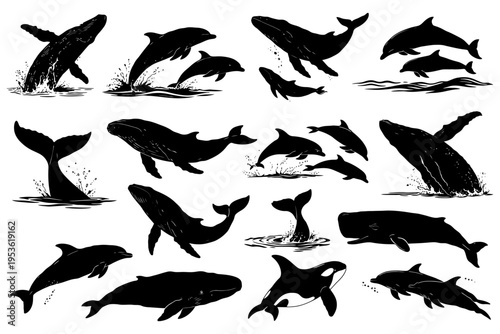 Silhouettes of whales and dolphins in various poses.