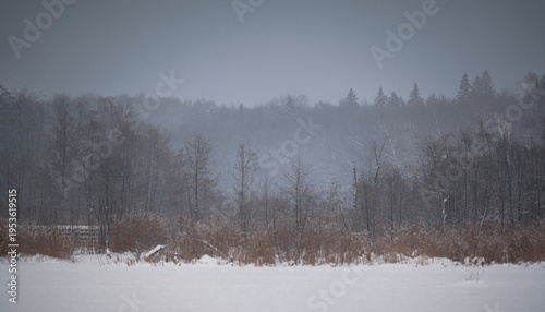 Snow covered field with misty forest edge in winter landscape. Calm seasonal nature scene with muted tones, cold weather, and a quiet remote mood