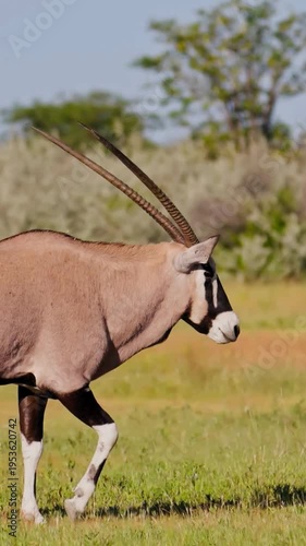 4K Gemsbok Oryx Antelope Walking on Savanna Grassland, Side Profile