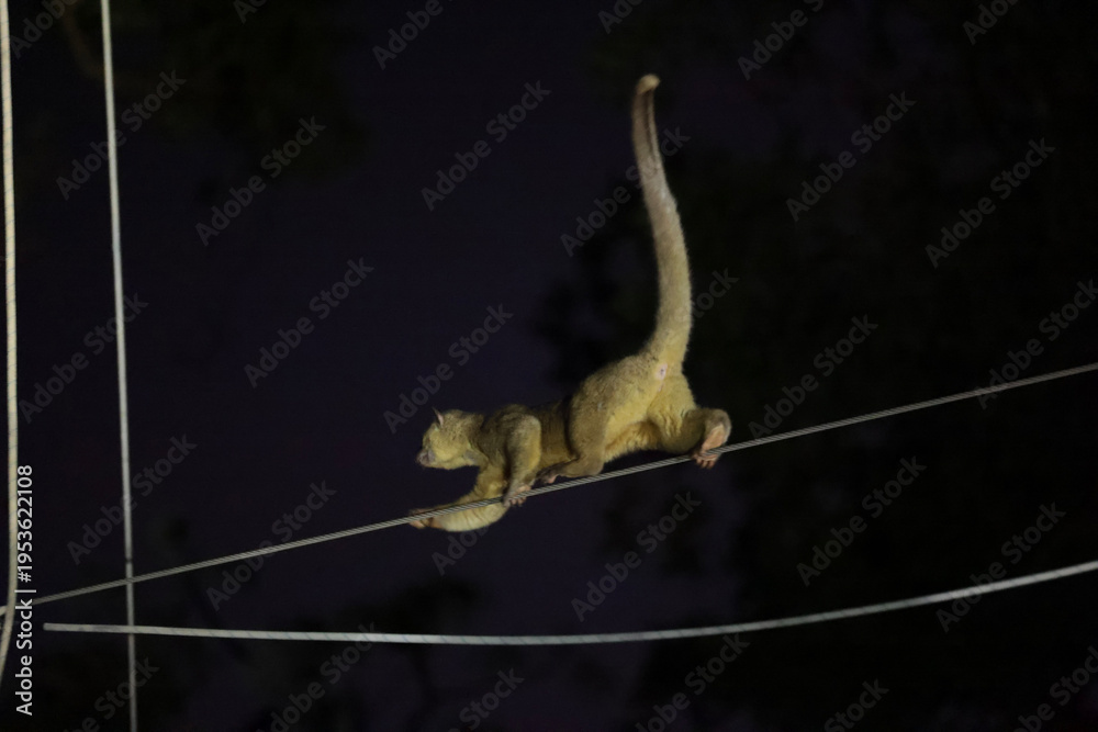 Fototapeta premium kinkajou from costa rica monteverde