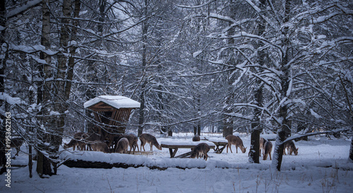 Deer herd feeding near wooden hay rack in snowy winter forest. Atmospheric cold-season image with snow covered ground, soft woodland background, and calm natural tones in a managed forest setting