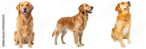 A delightful collection of golden retriever dogs in various poses.