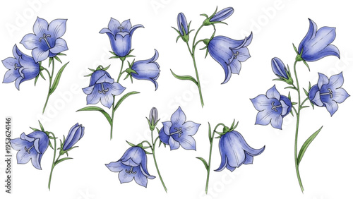 Blue flowers bloom in garden with green stems and leaves naturally