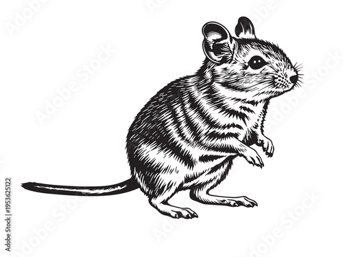 Illustration of a small striped mouse or gerbil, rodent, black and white sketch, standing pose, White Background