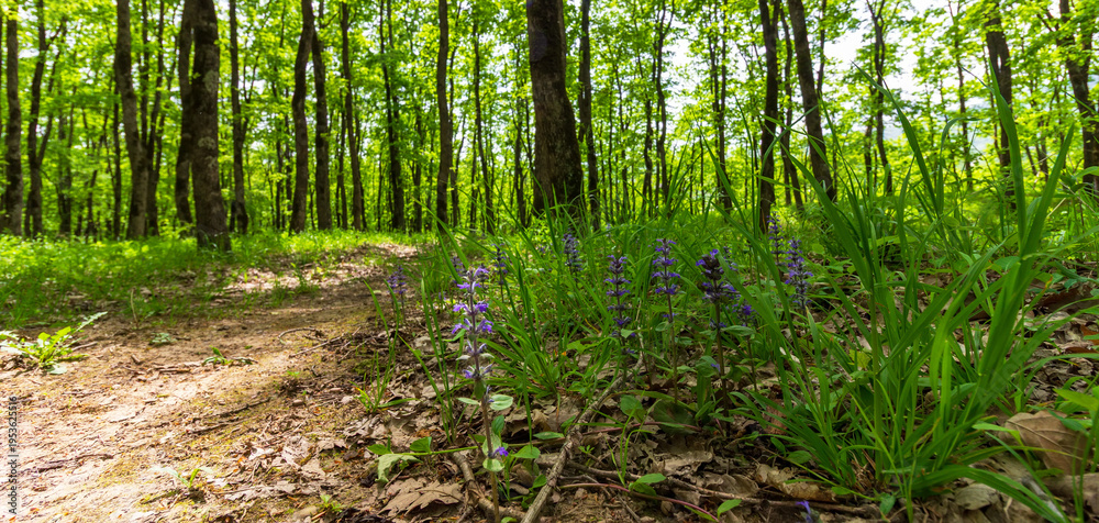 Obraz premium summer forest landscape with green grass and flowering plants on a background of trees on a sunny morning