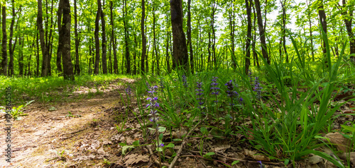 summer forest landscape with green grass and flowering plants on a background of trees on a sunny morning