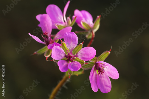 Erodium cicutarium Heron_s-Bill Common Stork_s-Bill flower petals color close up