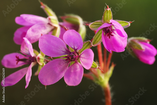 Erodium cicutarium Heron_s-Bill Common Stork_s-Bill flower petals color close up