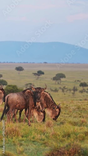 4K Vertical Wildebeest Herd with Calf on Savanna Grassland