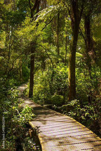 Sunlight streams through dense forest foliage onto a winding boardwalk path, surrounded by tall trees and lush ferns, creating a tranquil scene of natural beauty in a vibrant woodland setting