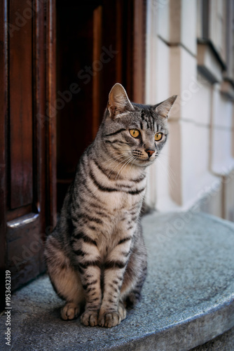 Tabby Cat Sitting at the Entrance of a Building