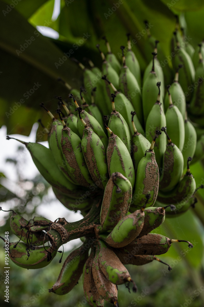 Fototapeta premium Close up of green banana fruit cluster growing on banana tree Bali Indonesia