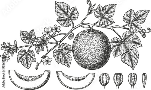 Botanical illustration of melon fruit vine with detailed leaves, flowers, whole fruit, slices, and seeds