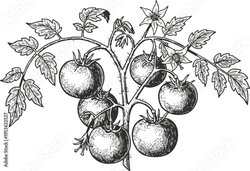 black and white illustration of ripe tomatoes growing on a tomato plant with leaves and flowers