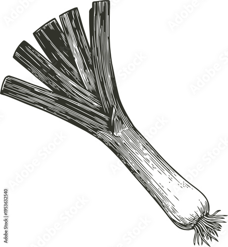 Leek vegetable vintage illustration fresh green onion with long stalks and root