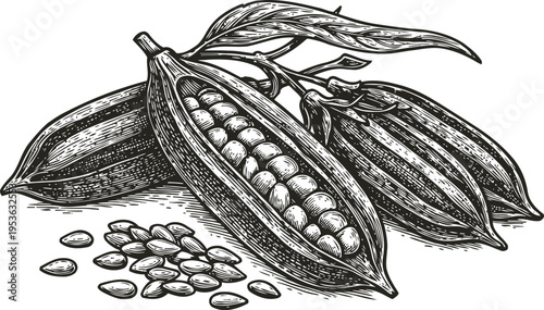 Cacao pods with seeds hand drawn cocoa fruit illustration tropical farm agriculture, natural organic product concept