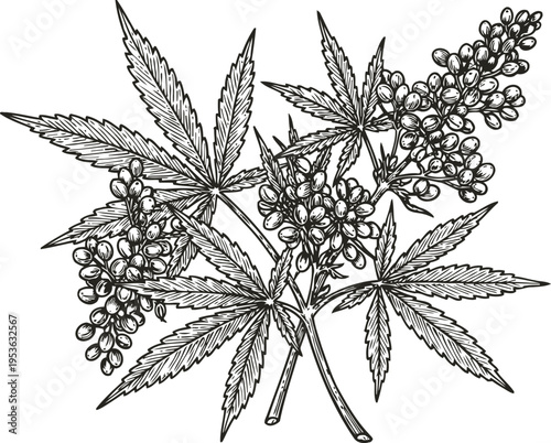 Cannabis plant branch with leaves and buds detailed botanical illustration in black and white