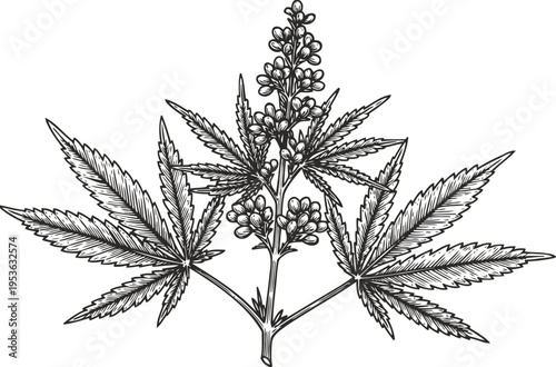 Detailed black and white botanical illustration of hemp plant with leaves and flower cluster
