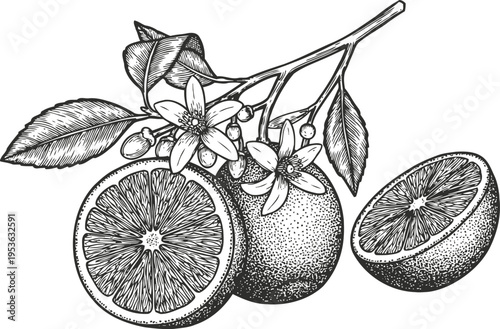 Black and white detailed hand drawn illustration of an orange fruit branch with flowers and cut halves