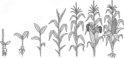 Corn plant growth stages illustration, maize development sequence from seedling to mature crop, agricultural lifecycle diagram, botanical line art, vector design