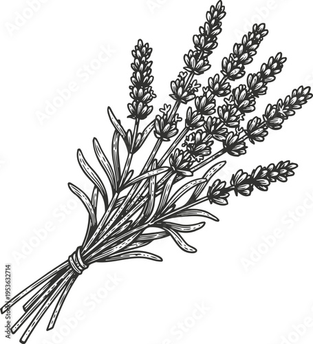 Lavender bouquet hand drawn illustration with detailed leaves and flower spikes in vintage