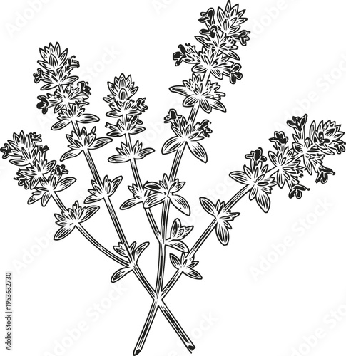 Hand drawn thyme branches with leaves and flowers, botanical herb illustration in black and white