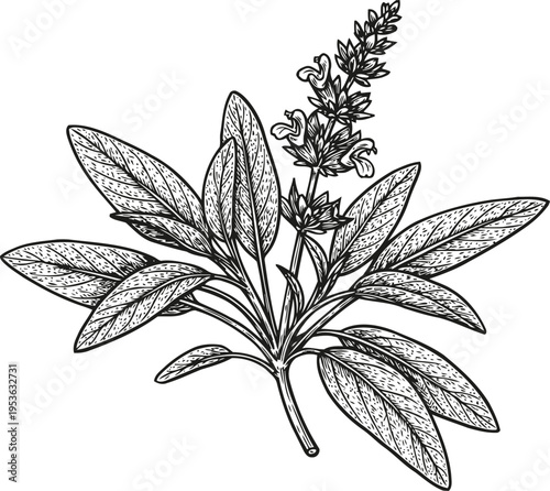 Sage herb branch with leaves and flowers sketch botanical engraving illustration of aromatic plant for cooking and medicine