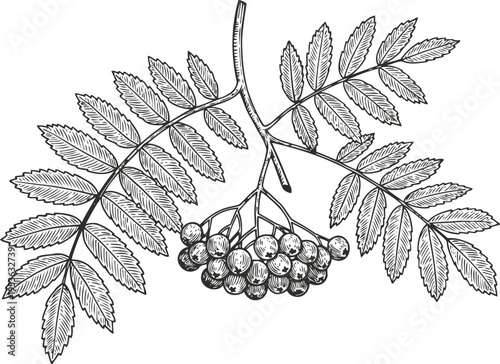 rowan branch with ripe berries detailed black and white botanical illustration of mountain ash fruit and pinnate leaves