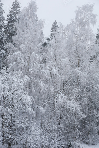 Snow-covered winter forest, birch trees in frost, winter nature texture background. Snowfall, snowstorm, capricious weather