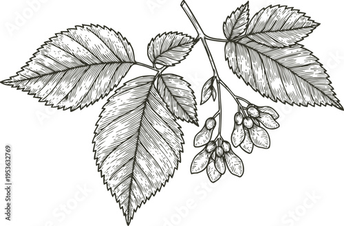 elm tree branch with leaves and seed pods detailed botanical black and white illustration vintage