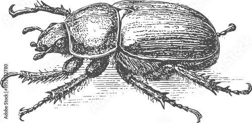 Black rhinoceros beetle illustration detailed vintage insect drawing with large horn and textured body features