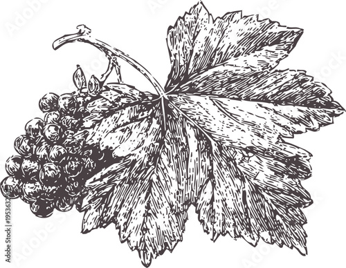 Detailed vintage botanical illustration of grape cluster with large leaf on stem