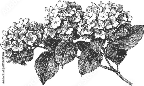 Detailed black and white botanical illustration of hydrangea branch with flowers and leaves