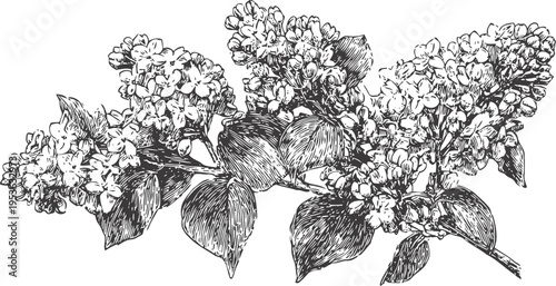Botanical illustration of lilac flowers branch with detailed leaves and small clustered blossoms in vintage