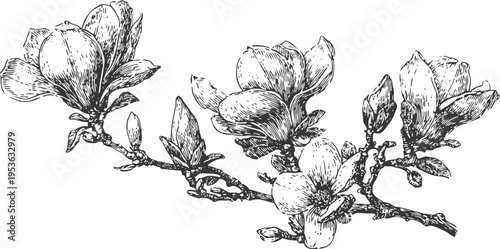Magnolia branch with blooming flowers and buds detailed botanical black and white illustration