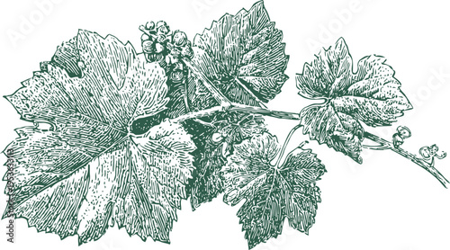 Vintage botanical illustration of grapevine branch with detailed leaves and grape clusters