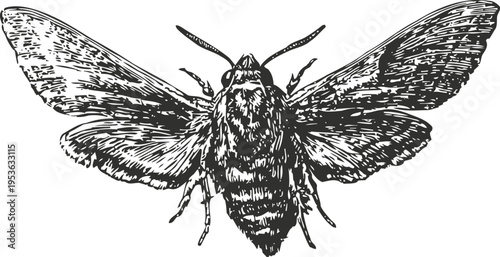 Detailed black and white ink illustration of a moth with spread wings, vintage entomology drawing