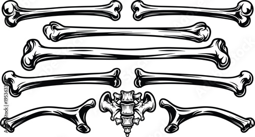 Human bones illustration set, skeleton anatomy elements including femur and spine, medical design, vintage engraving style, black and white vector artwork
