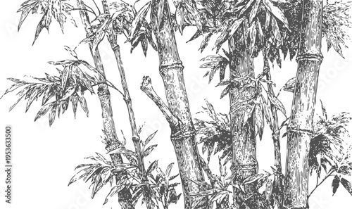 Detailed black and white bamboo stalks and leaves illustration with intricate texture and shading