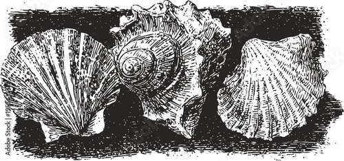 Vintage sea shells illustration engraved marine mollusk shell collection with detailed etching texture on black background
