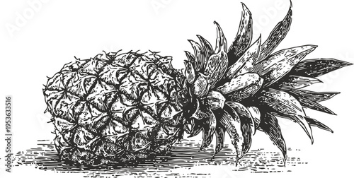 Detailed vintage pineapple illustration lying on the ground with textured leaves and skin pattern