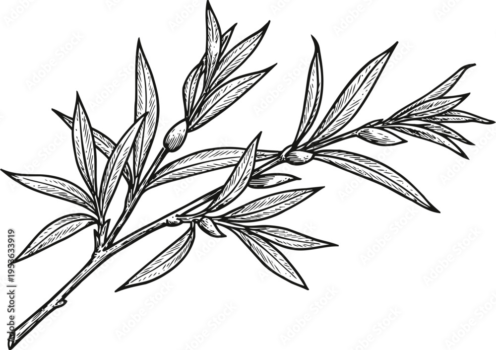 Obraz premium detailed black and white hand drawn olive branch with leaves and fruit illustration