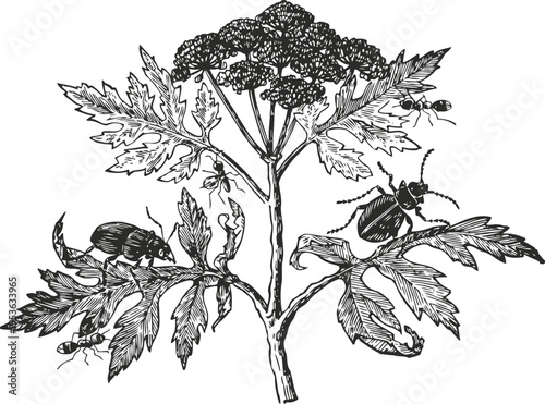 Black and white botanical illustration of a flowering plant with insects and beetles on leaves and stems