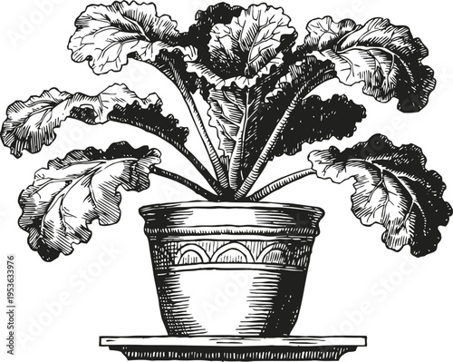 Potted kale plant illustration with detailed textured leaves in vintage engraving on a saucer